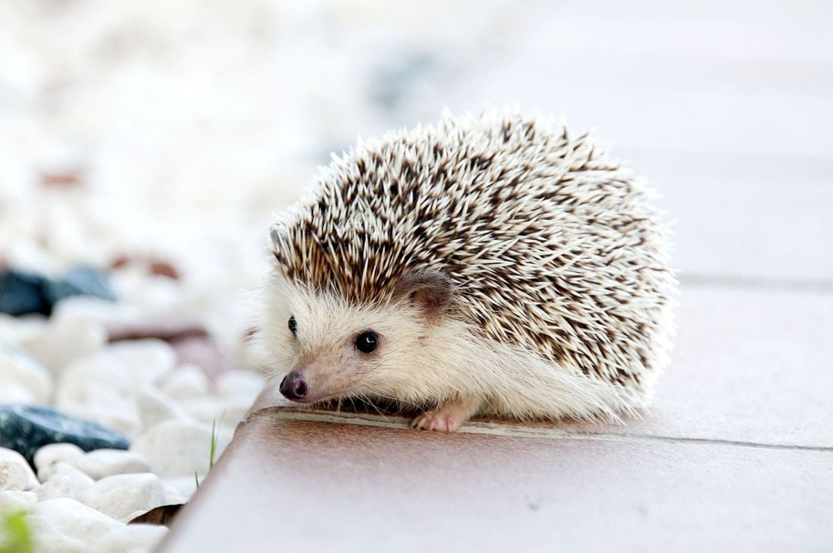 Featured image for Dochi the Hedgehog: A Voracious Worm Eater