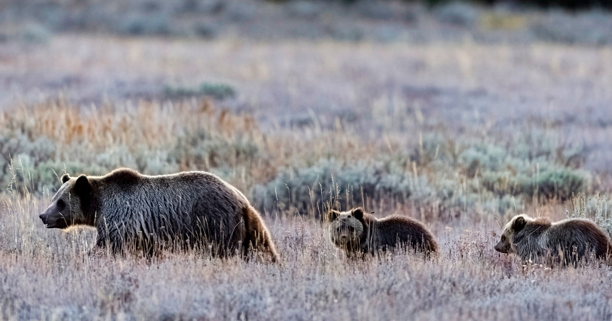 Featured image for Army Veteran Injured in Grizzly Bear Encounter at Grand Teton