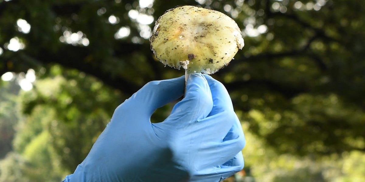 Featured image for Antidote for Deadly Death Cap Mushroom Discovered by Scientists