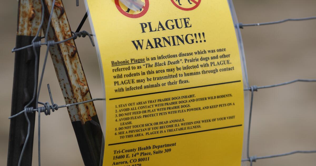 Featured image for California Reports New Plague Case Linked to Lake Tahoe