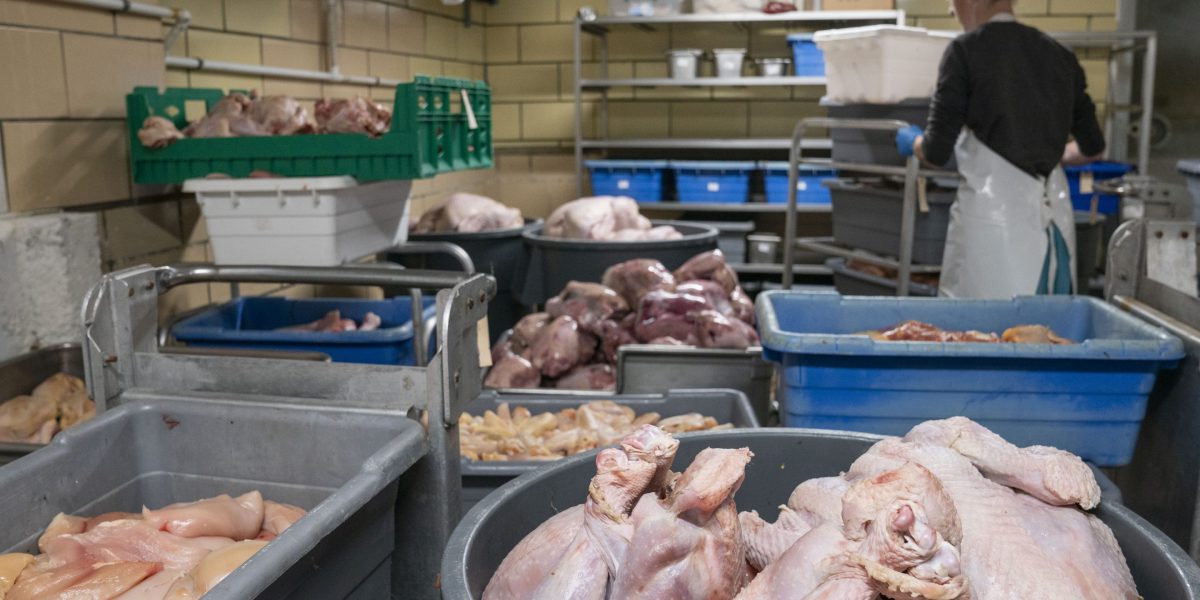 Featured image for "Renewable Fuel Boom Expected to Lower Chicken Prices, Boosting Protein Industry"