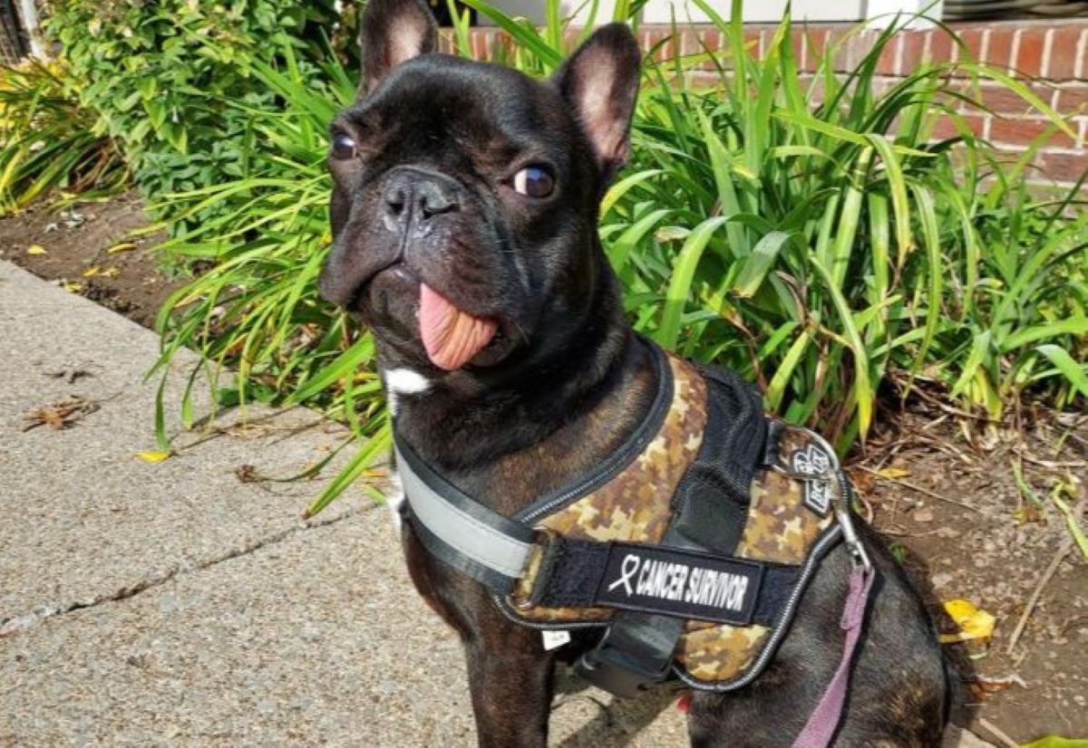 Featured image for Miraculous Recovery: Bulldog Puppy Spontaneously Regrows Jaw After Cancer Surgery