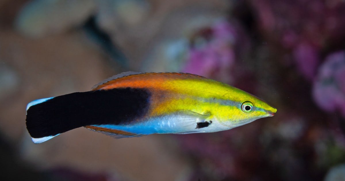 Featured image for "Redefining Animal Consciousness: A New Scientific Paradigm"