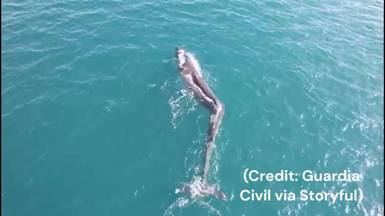Featured image for Deformed whale struggles off Spanish coast.