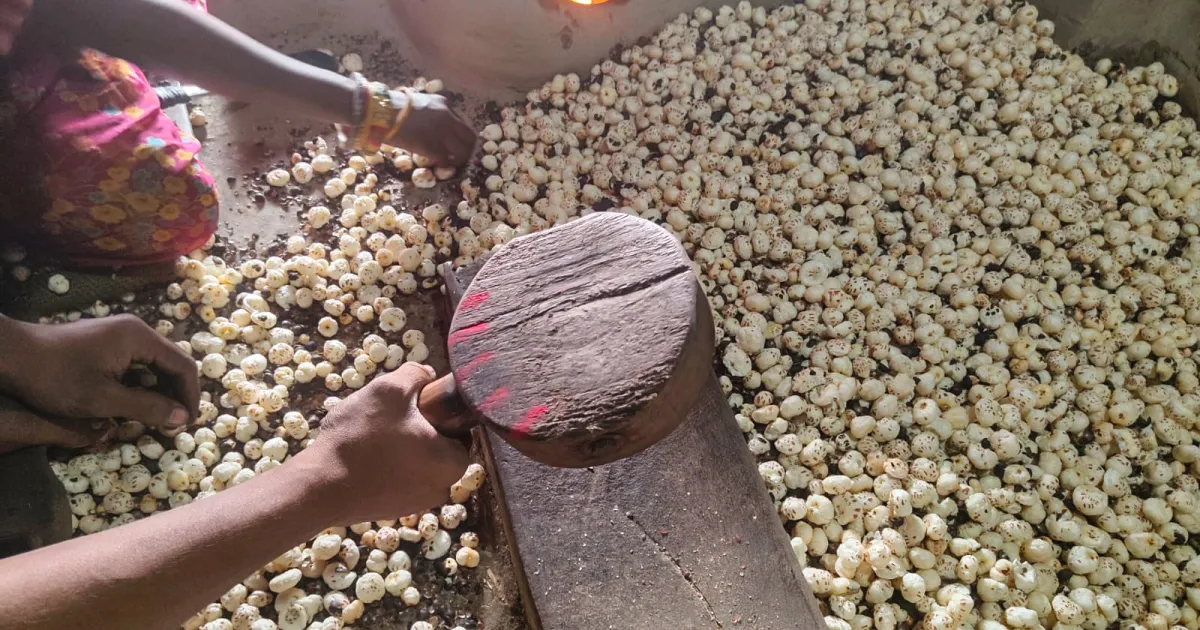 Featured image for Indian Fox Nuts Seek New Markets Amid Trump’s Tariffs