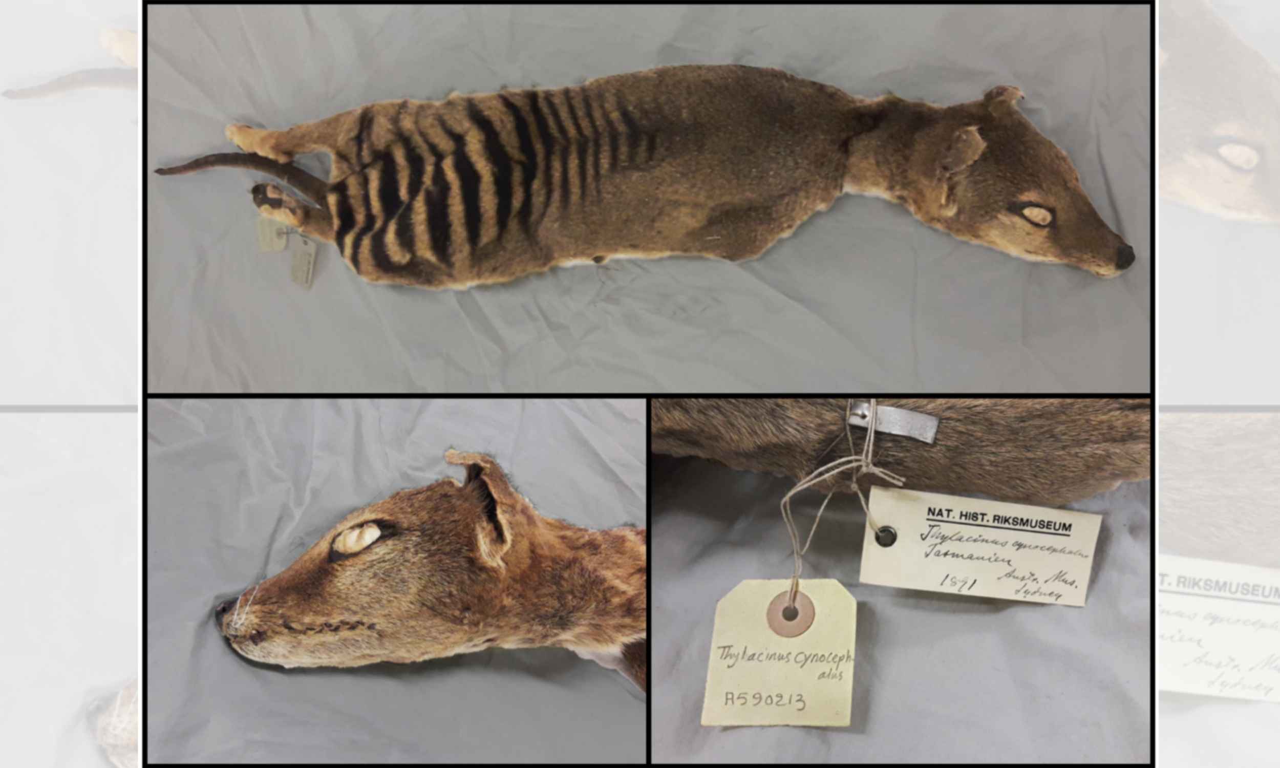 Featured image for Scientists Successfully Retrieve RNA from Extinct Animal