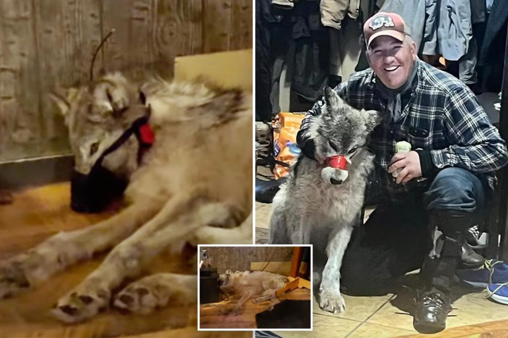 Wyoming Wolf's Final Moments: Traumatizing Footage Emerges from Bar Incident