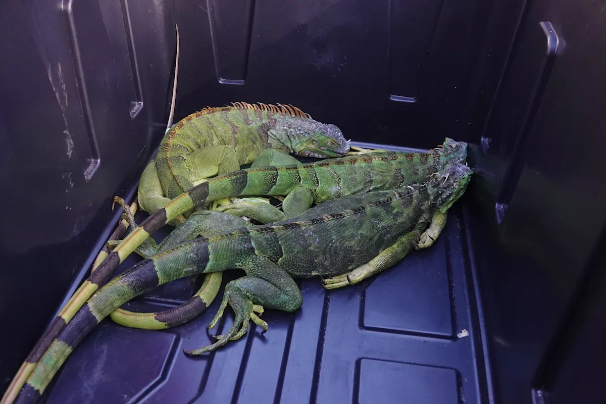 South Florida's iguanas go 'frozen' as cold snap prompts public drop-offs