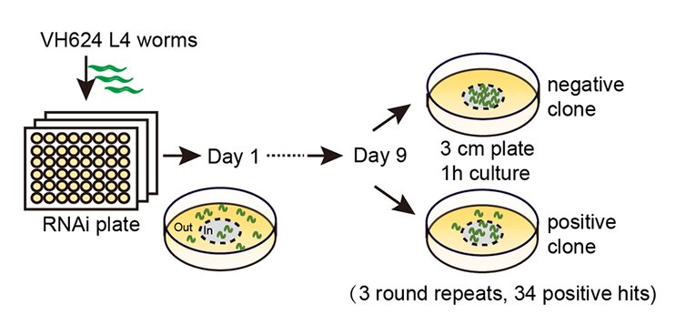 Featured image for Gene Inhibition Extends Motor Function Longevity in C. elegans
