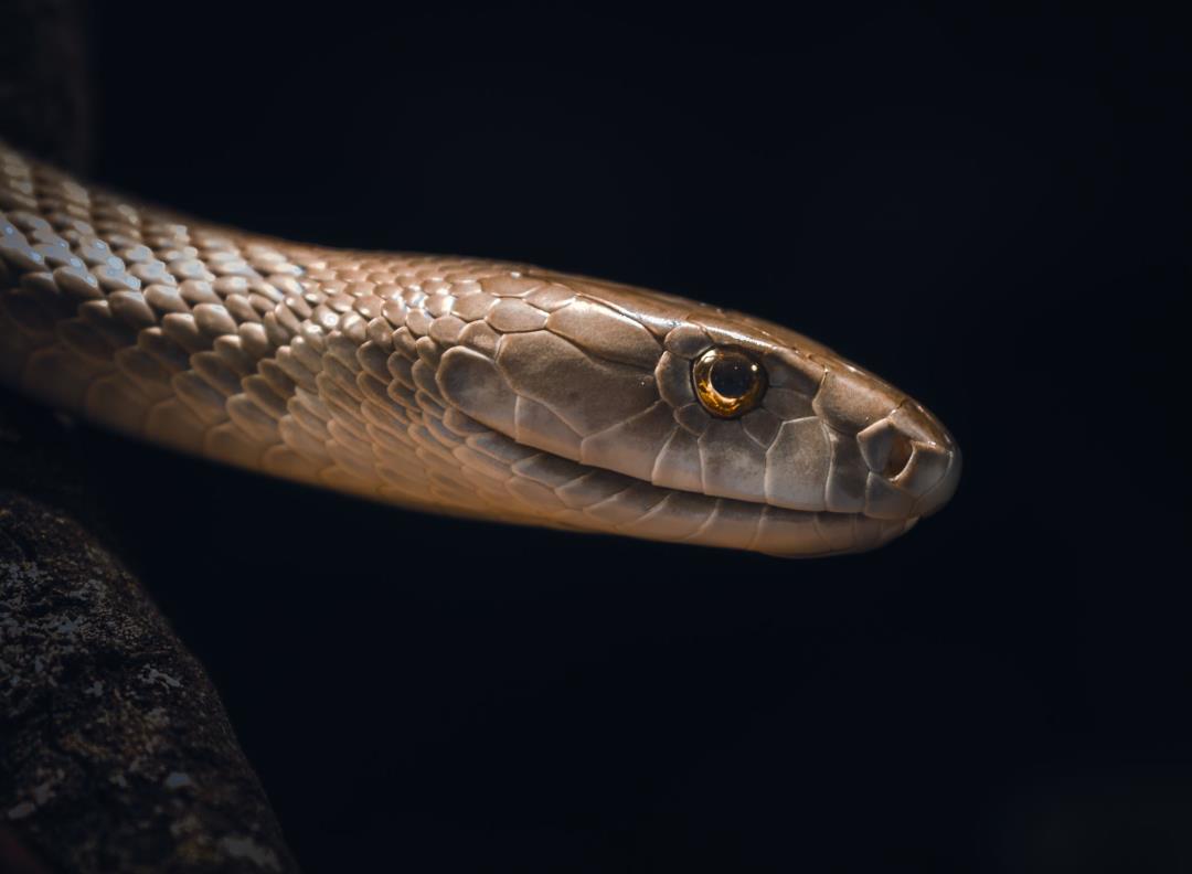 Featured image for Snake Causes Flight Delay in Australia