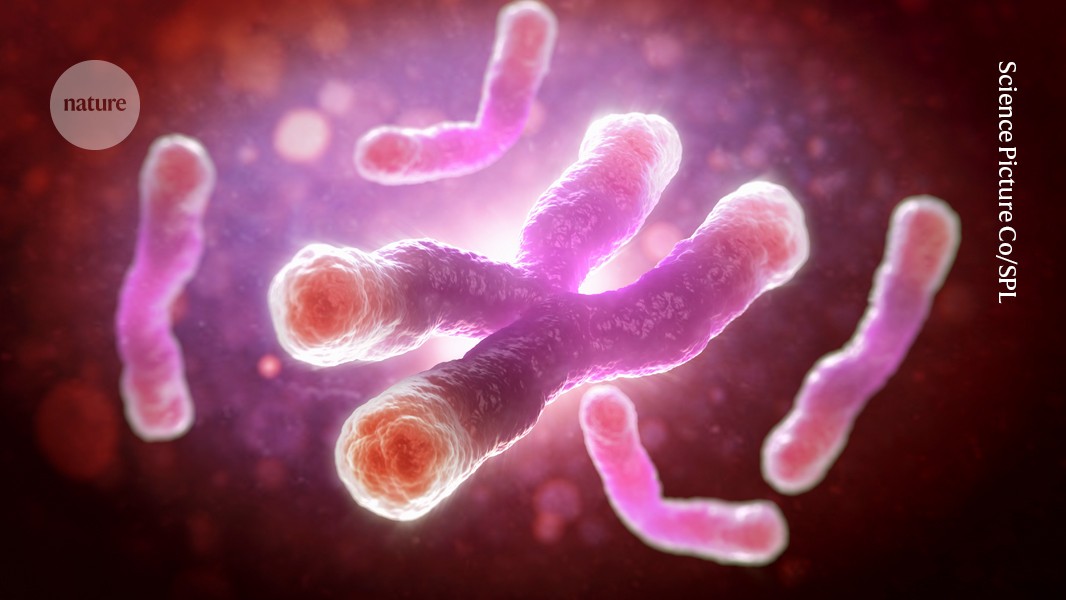 Featured image for Diabetes Drug Demonstrates Anti-Aging Effects on Chromosomes