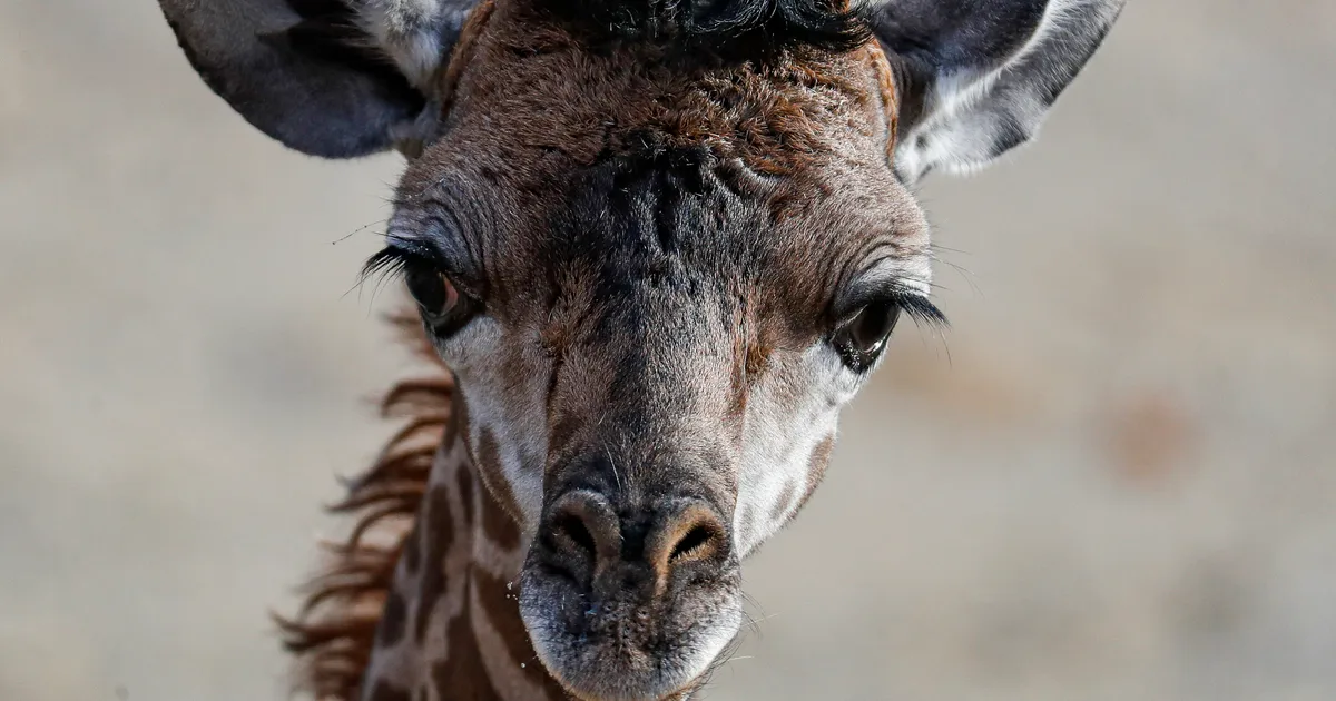 Featured image for Tragic Death of Baby Giraffe at North Carolina Zoo
