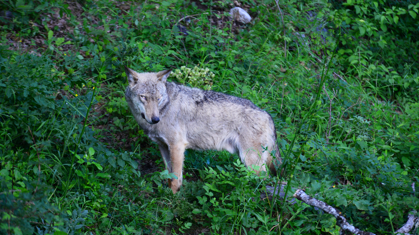 Featured image for Europe Faces Clash Over Wolf Conservation