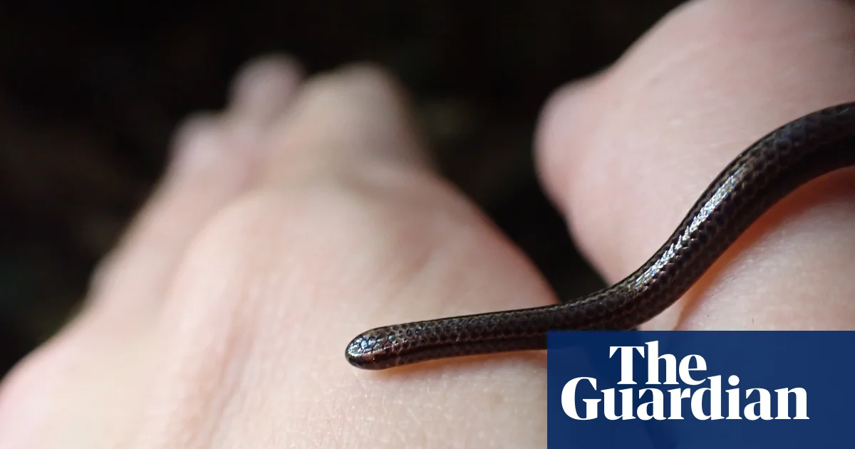 Featured image for World’s Smallest Snake Rediscovered in Barbados After 20 Years