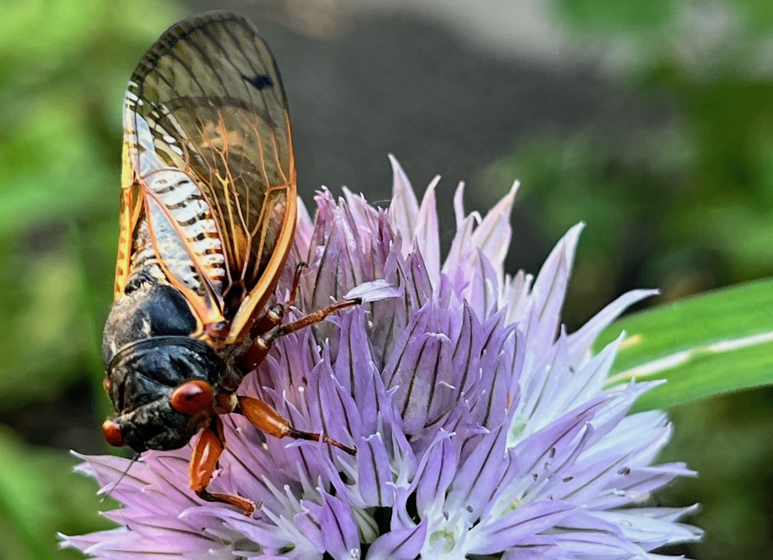 Featured image for "Cicada Swarms Peak Across US, Impacting Autism Spectrum and Midwest Residents"