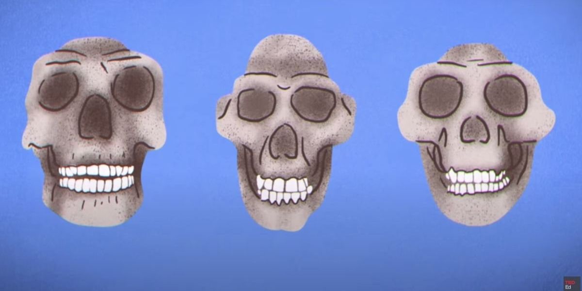 Featured image for "Why Early Humans Had Straight Teeth: A Video Explanation"