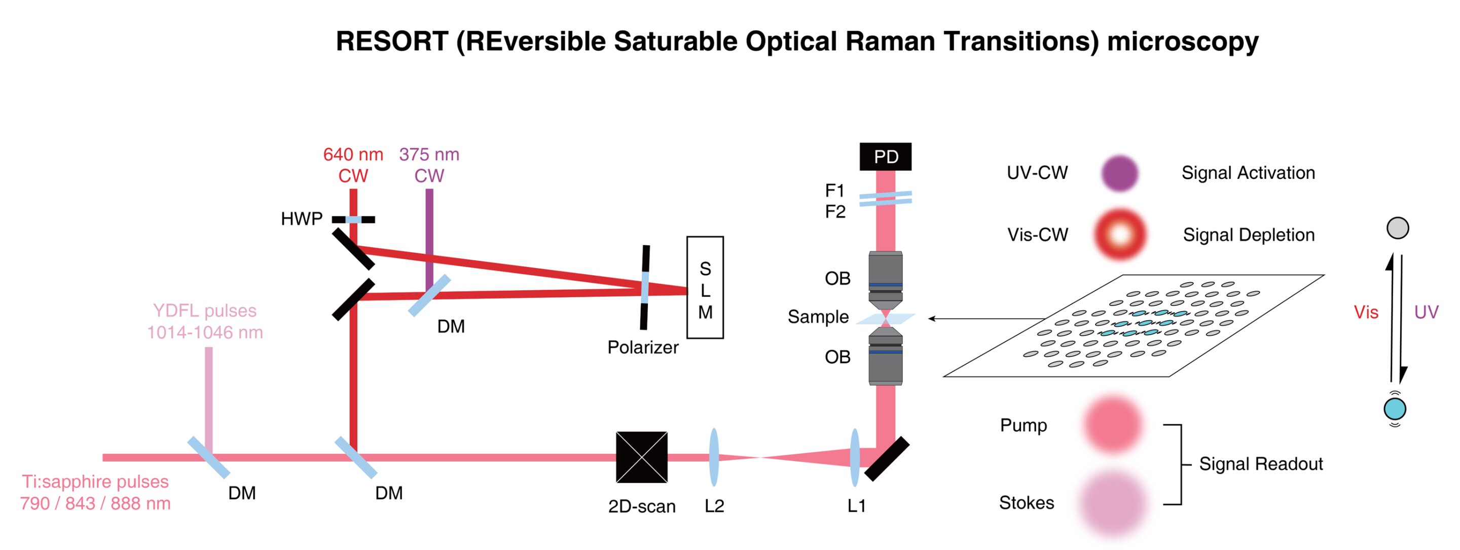 Featured image for Revolutionary Imaging Technique Reveals Living Systems with Unprecedented Detail.