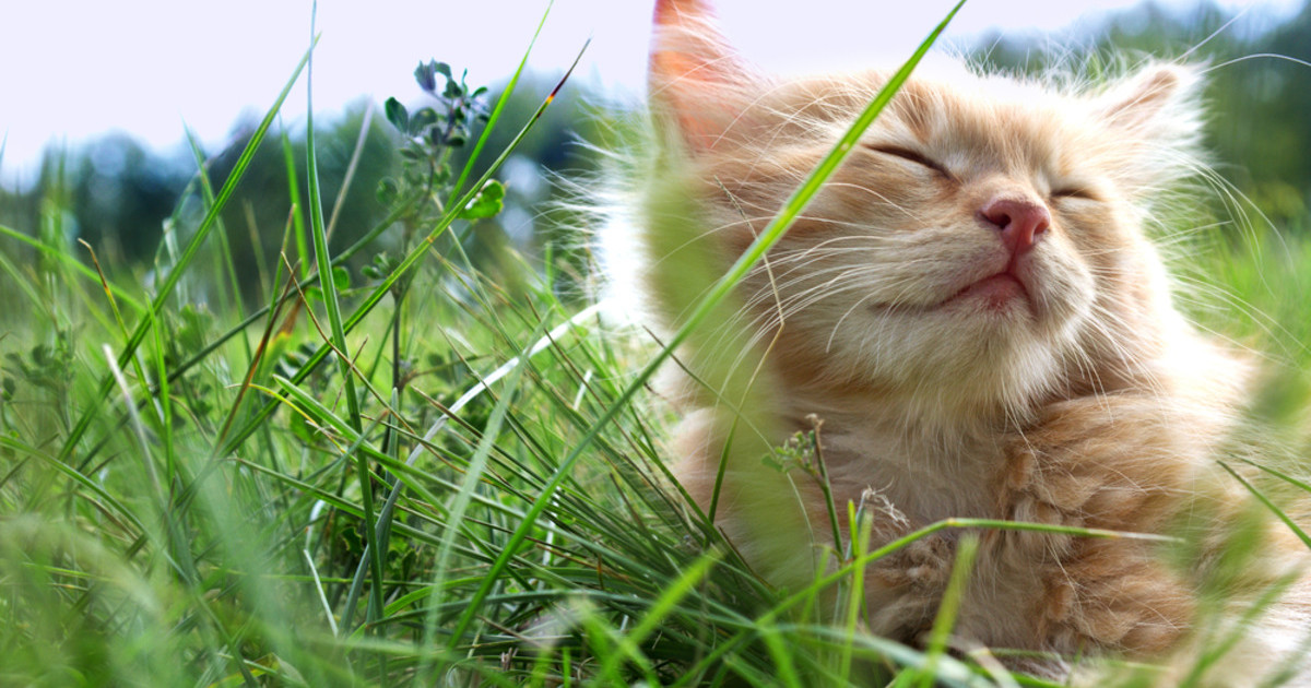 Featured image for Rescued Kitten's First Sunlight Brings Pure Cuteness