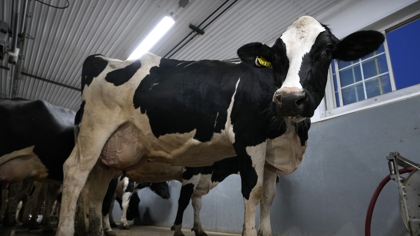 Featured image for "Bird Flu's Impact on Dairy Cattle and Human Risk: What You Need to Know"