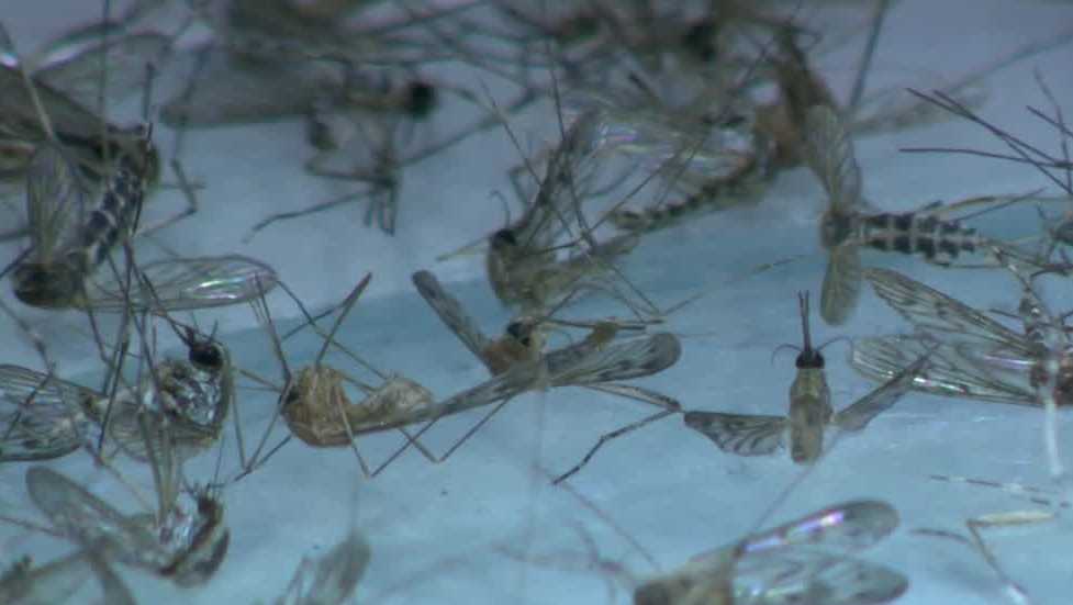 Featured image for "Placer County's Recent West Nile Virus Cases: Unseen Disease Resurfaces After 5 Years"