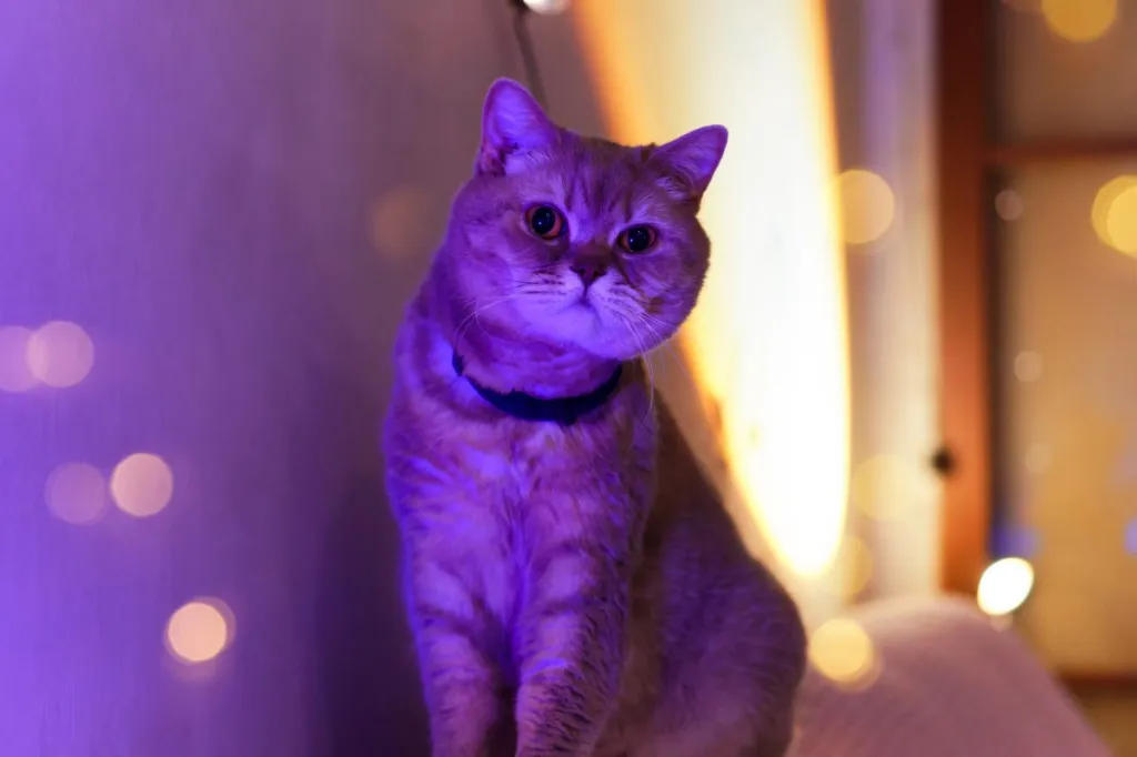 Featured image for "Cats' Illuminating Charm: The Glow-in-the-Dark Phenomenon"