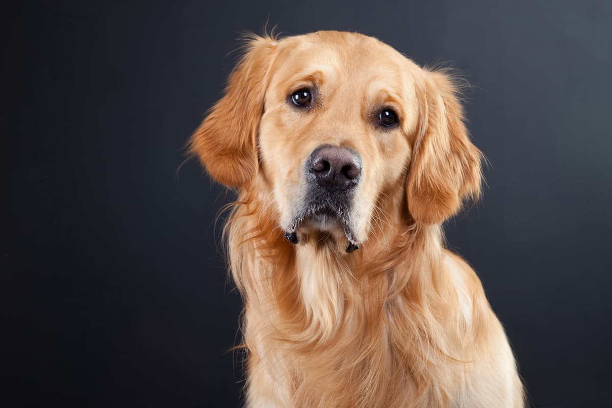 Golden Retriever's Emotional Rescue From Meat Trade