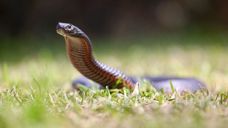 Featured image for "Record-breaking Heat Triggers Early Start to Snake Season in Australia"