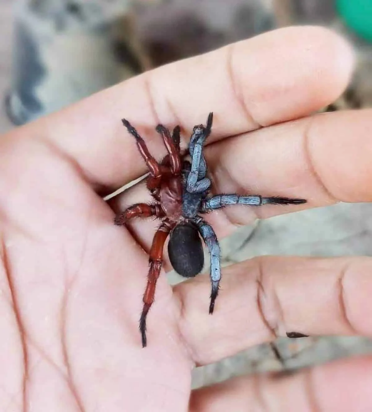 Scientists Discover a Unique Half-Male, Half-Female Spider in Thailand