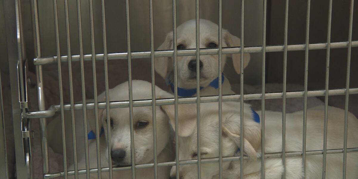 Featured image for Mysterious Dog Respiratory Illness Sparks Concern in Multiple States