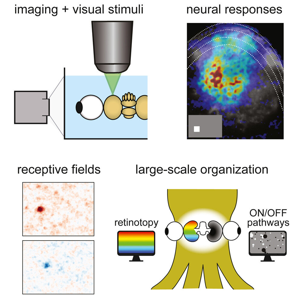 Featured image for Octopuses exhibit human-like visual mapping abilities.