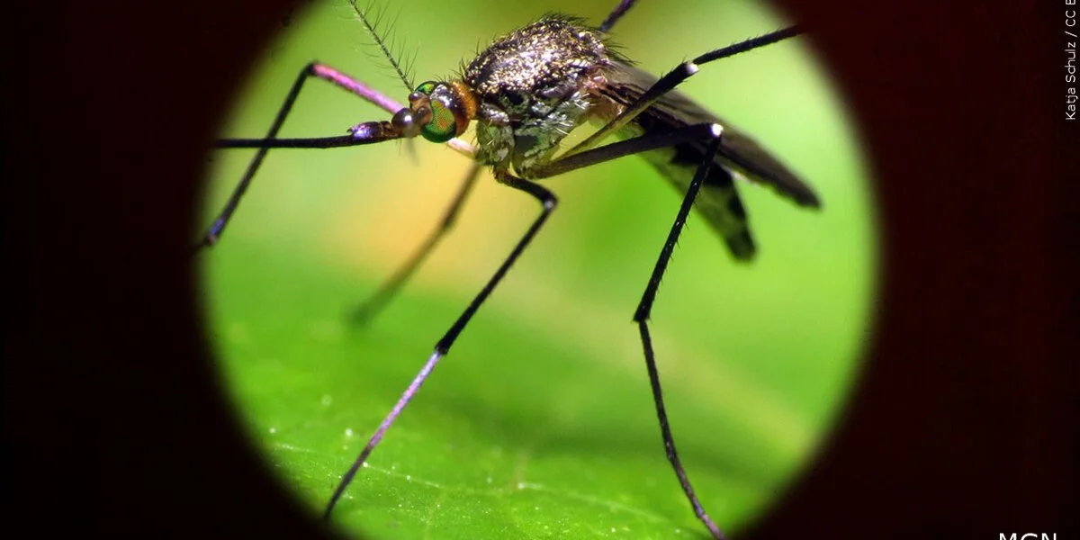 "El Paso County Reports Two Fatalities from West Nile Virus in 2023"