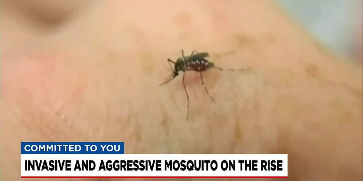 Featured image for Invasive and Aggressive Mosquitoes on the Rise in South Carolina, Warn Experts.