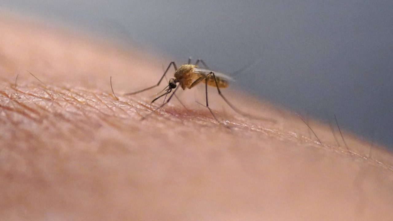 FDA Approves Groundbreaking Chikungunya Vaccine to Combat Mosquito-Borne Virus