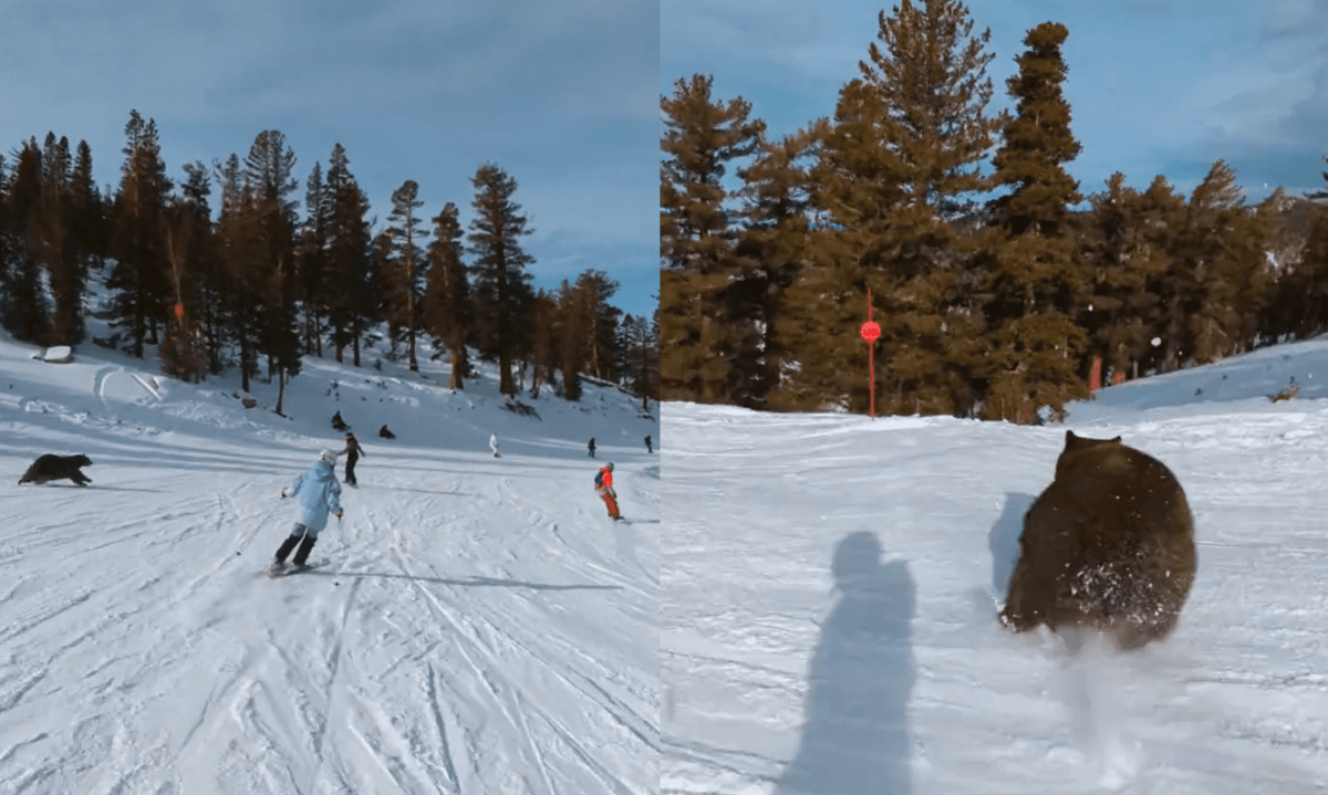 Featured image for Close Encounter: Skier Narrowly Avoids Collision with Galloping Bear in Lake Tahoe