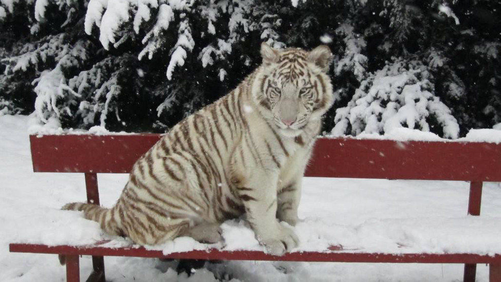 Featured image for Natural Bridge Zoo Under Investigation: Tiger Euthanized, 95 Animals Seized