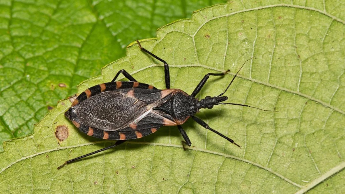 Kissing Bug Disease Spreading in the US: What You Need to Know