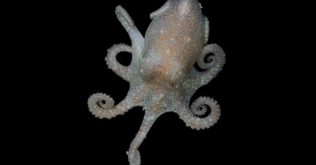Featured image for "Antarctic Octopus Unveils Genomic Evidence of Prehistoric Ice Loss and Rising Sea Levels"