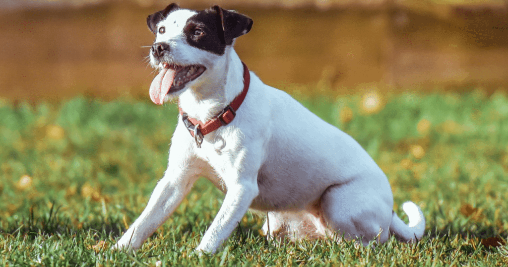 Featured image for "Winnebago County Animal Services Temporarily Suspends Adoptions Due to Severe Bacterial Infection"
