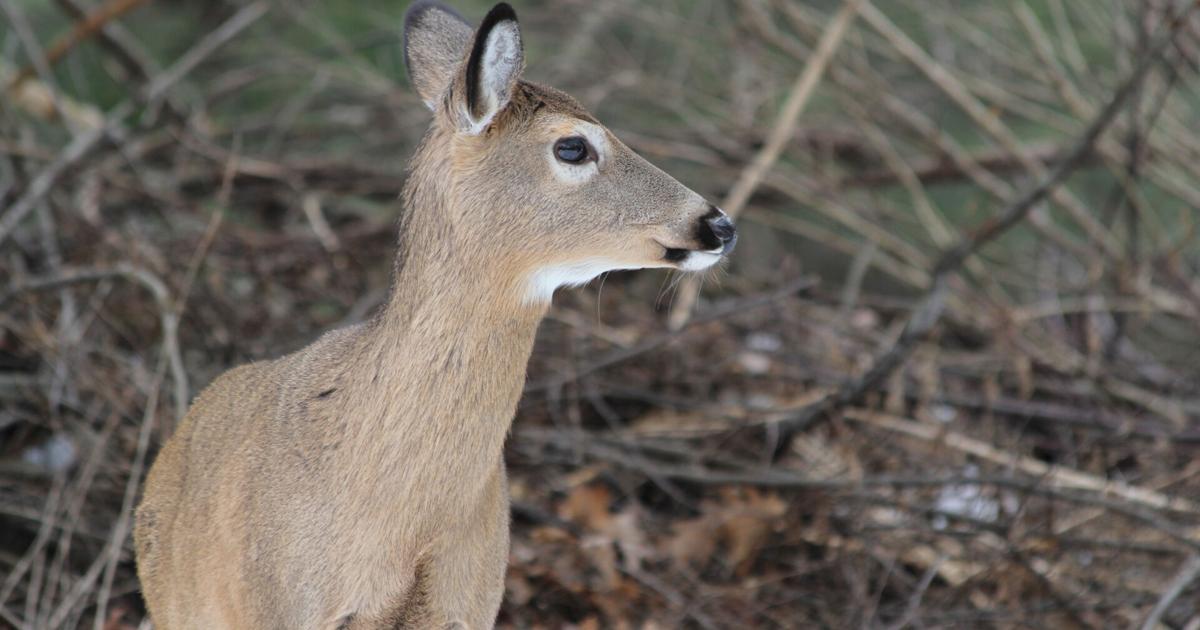Featured image for "Pa. Implements New Rules to Combat 'Zombie Deer Disease' Spread Among Hunters"
