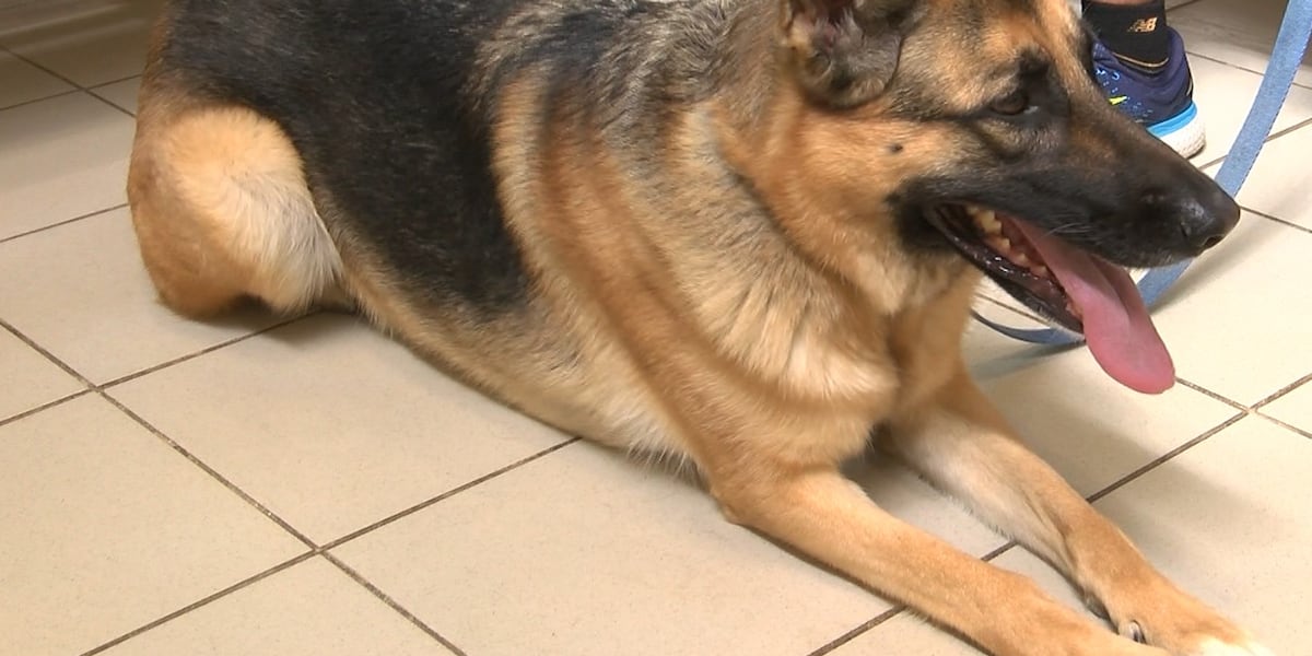 Featured image for "Vets and Pet Owners on High Alert as Mystery Dog Illness Spreads"