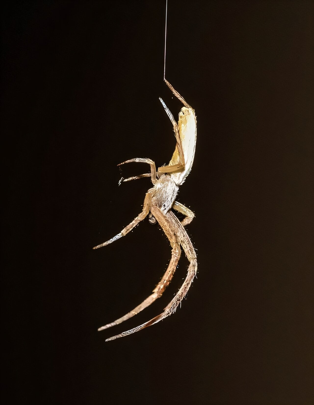 Featured image for Feather-legged lace weaver spider uses toxic silk to subdue prey