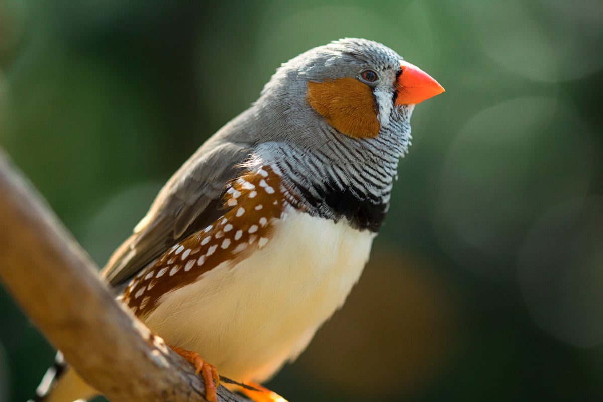 Featured image for Male Songbirds Stay Attractive with Daily Singing Workouts