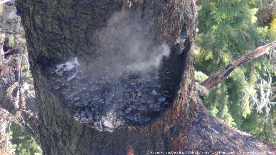 Fire Threatens Oregon’s Tallest and Oldest Trees