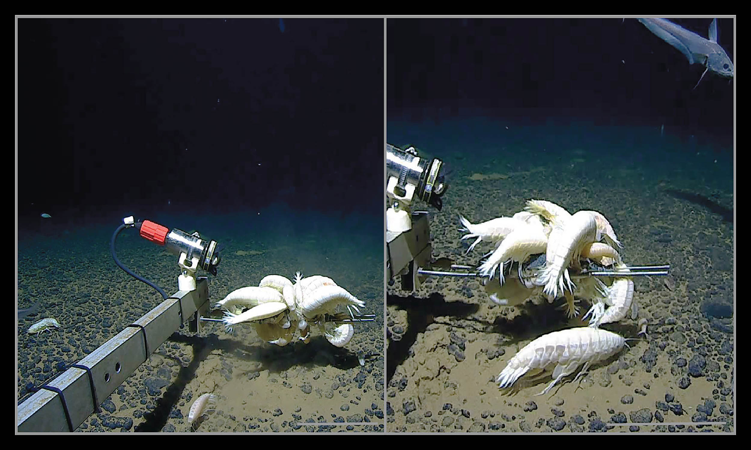 Featured image for Giant Crustaceans Dominate Earth's Deep Ocean Floors