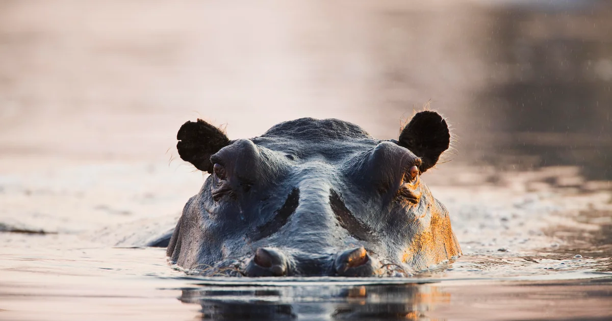 Featured image for Hippo Capsizes Boat in Ivory Coast, 11 Missing Including Children and Baby