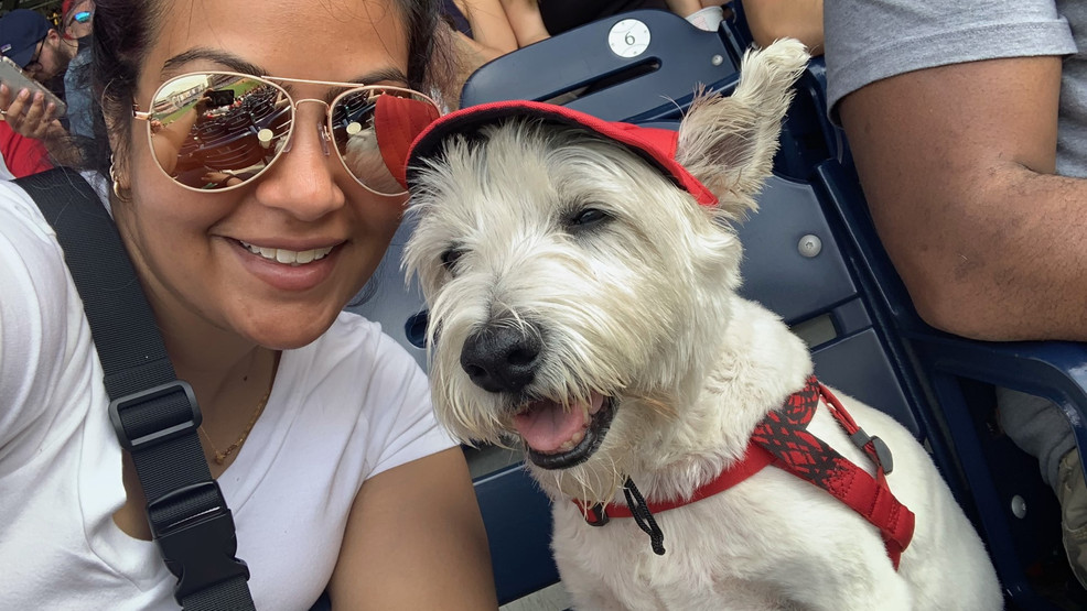 Featured image for Beloved Dog Stolen at Gunpoint in DC Found Safe, Owner Reunited