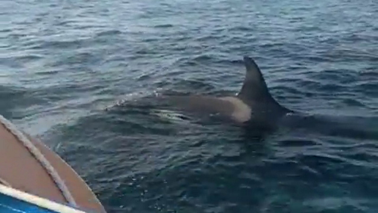 Featured image for Orcas Launch Terrifying Boat Attack off Portugal's Coast