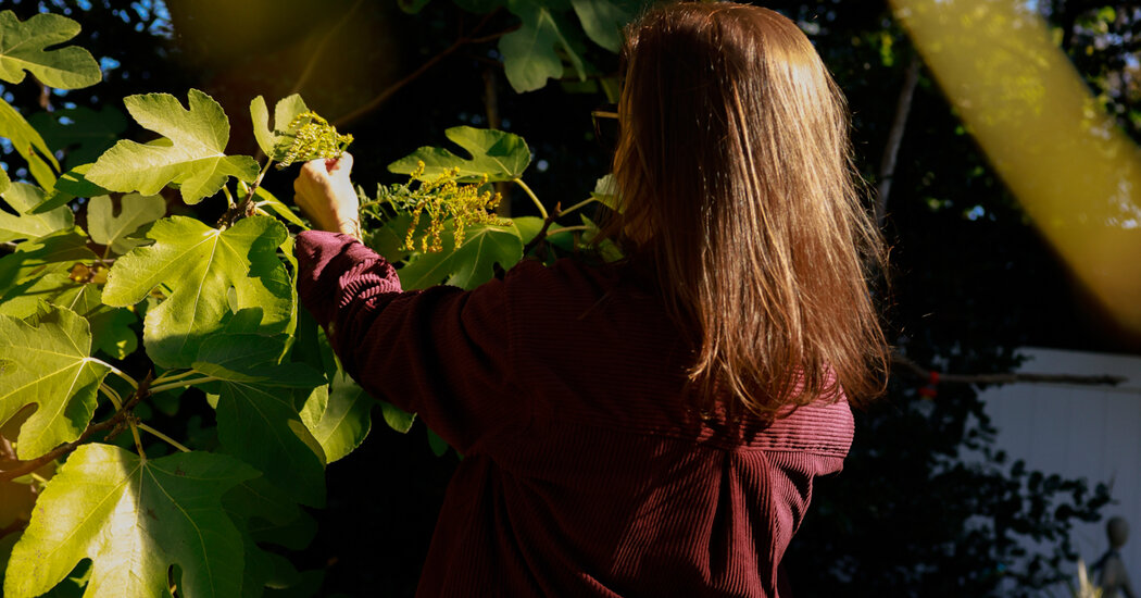 Featured image for Long Island Woman's Chikungunya Diagnosis Marks Return of Mosquito-Borne Virus in U.S.