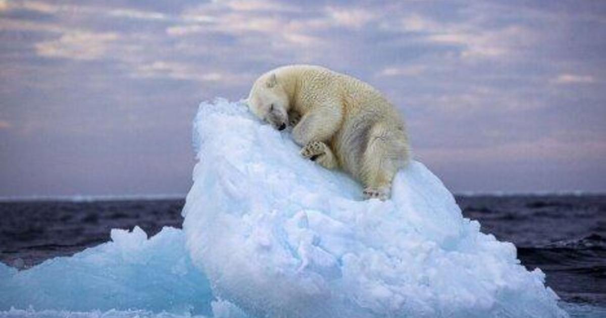 "Sea Ice Snooze: Polar Bear Wins Wildlife Photography Award"
