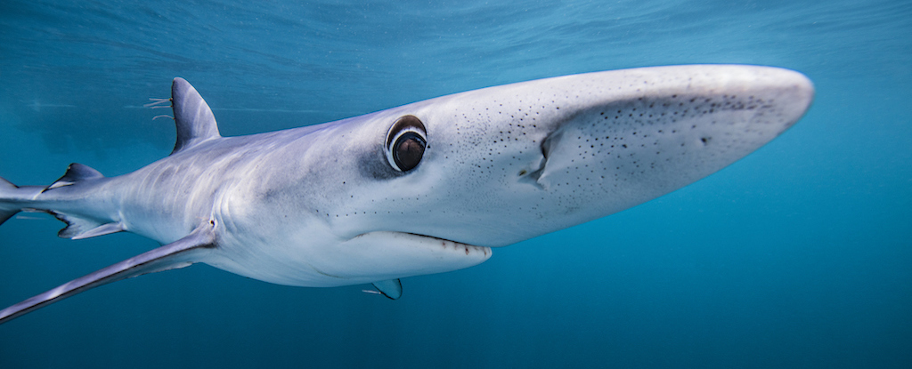 Featured image for Blue Sharks May Change Color Like Chameleons, Scientists Find